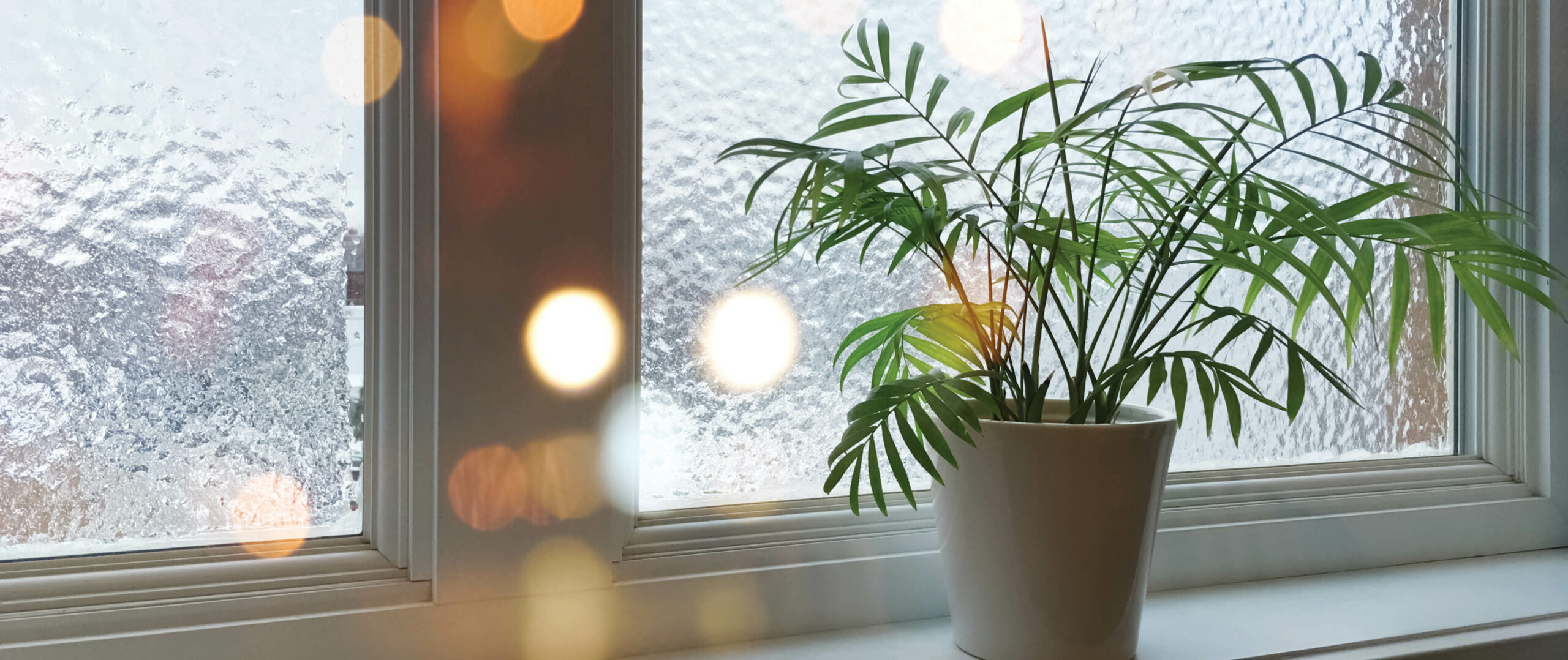 Tips For Caring For Your Houseplants During The Winter