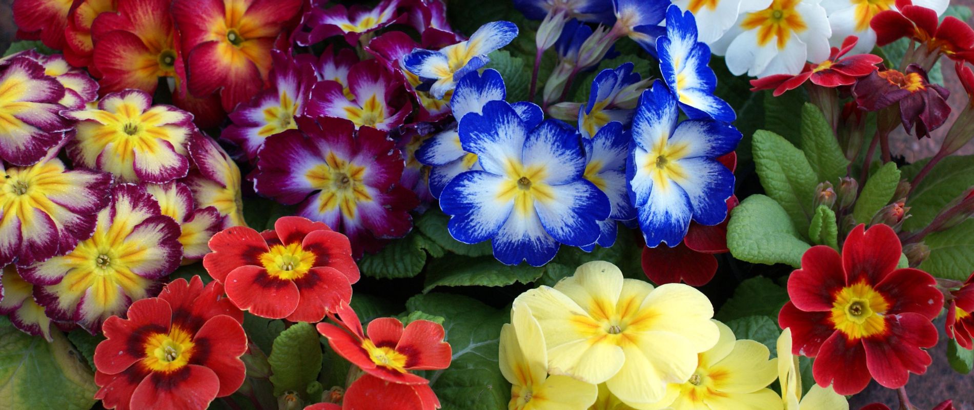 Time To Add Some Color With Primroses!